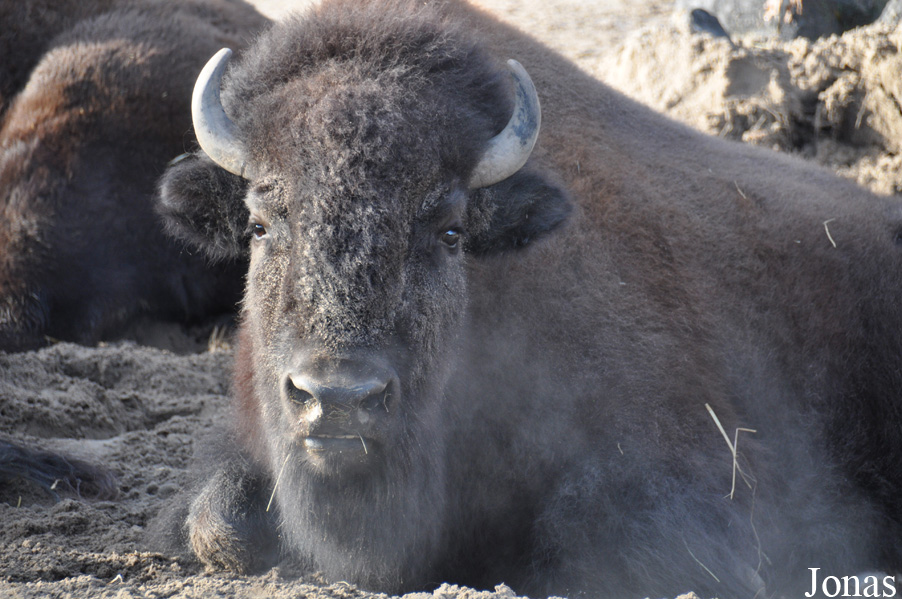 Bison bison athabascae