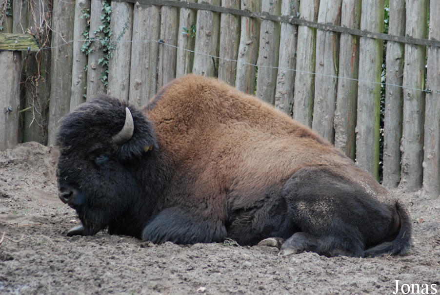 Bison bison athabascae