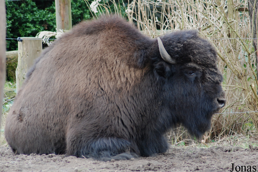 Bison bison athabascae