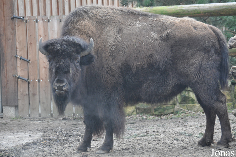 Bison bison athabascae