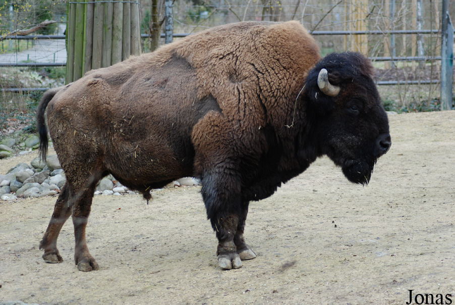Bison bison bison
