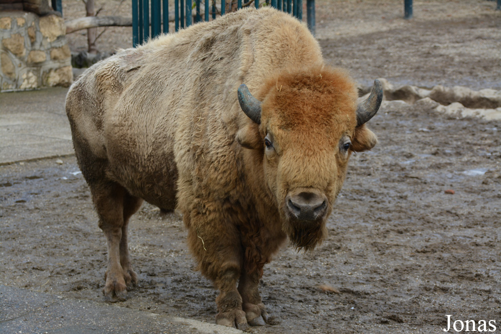 Bison bison bison