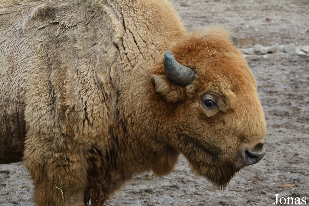 Bison bison bison