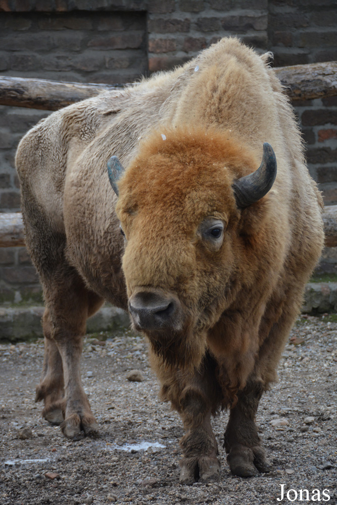 Bison bison bison