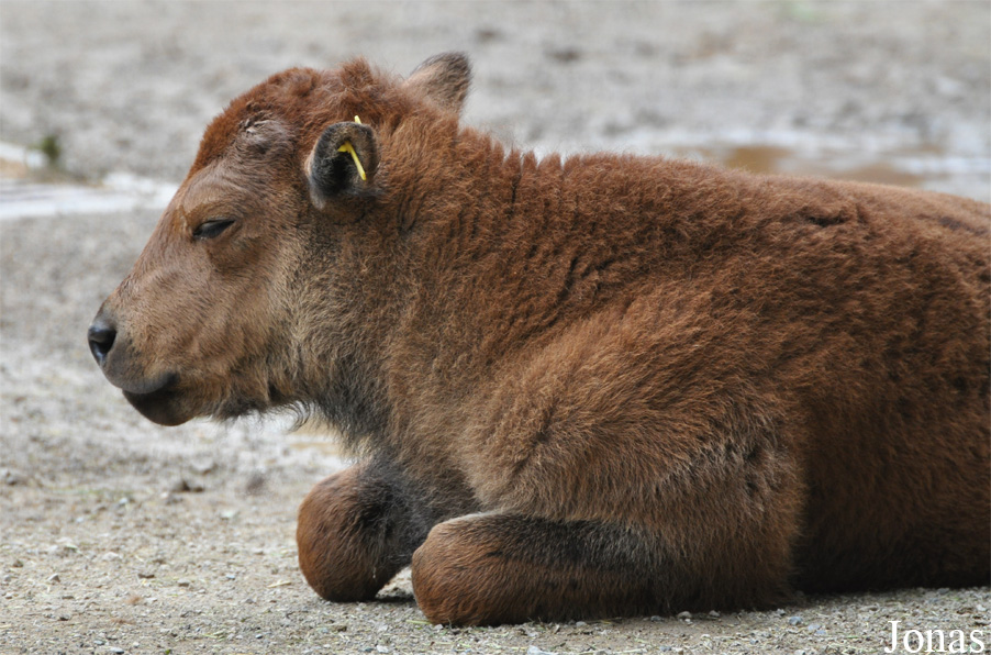 Bison bison bison