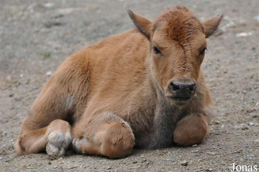 Bison bison bison
