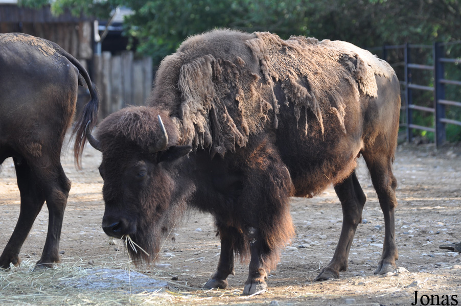 Bison bison bison