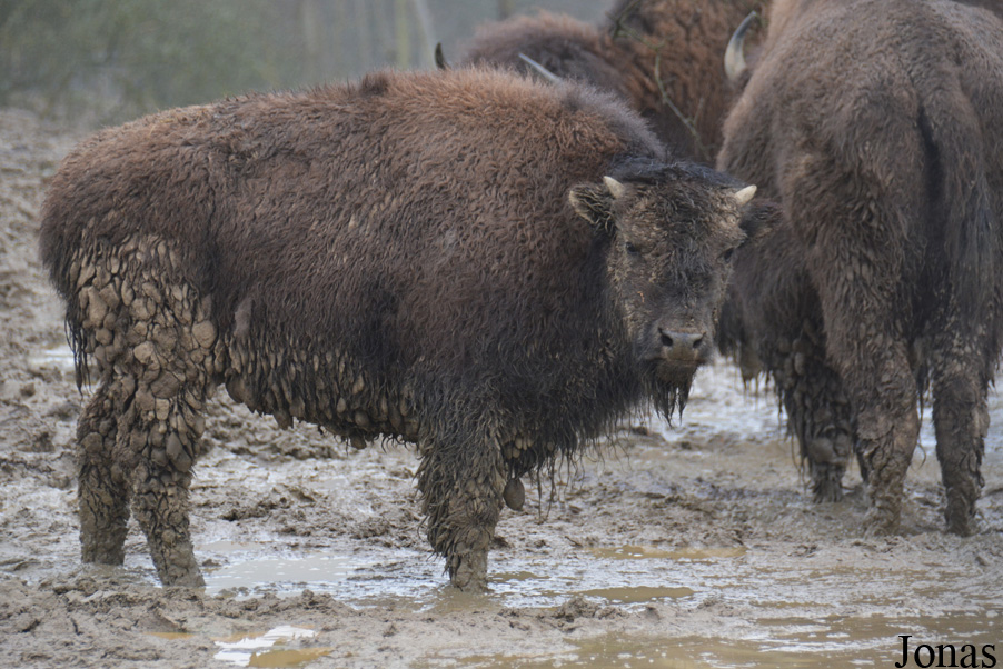 Bison bison bison