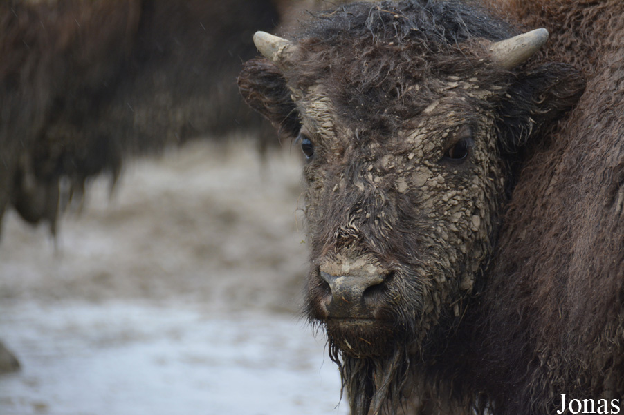 Bison bison bison