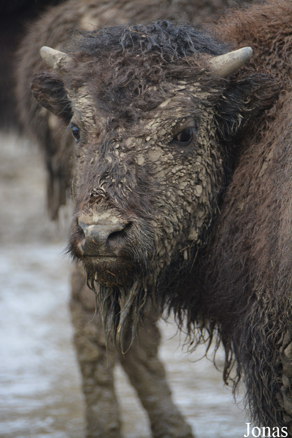 Bison bison bison