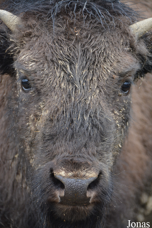 Bison bison bison