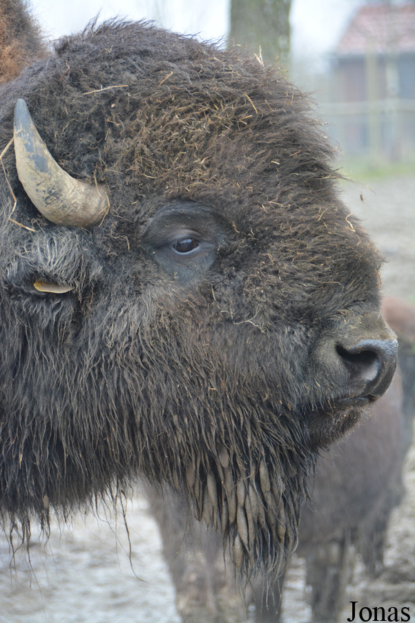 Bison bison bison