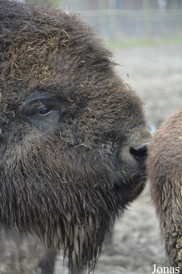 Bison bison bison
