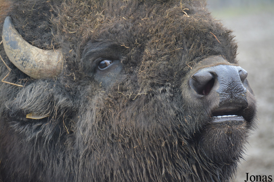 Bison bison bison