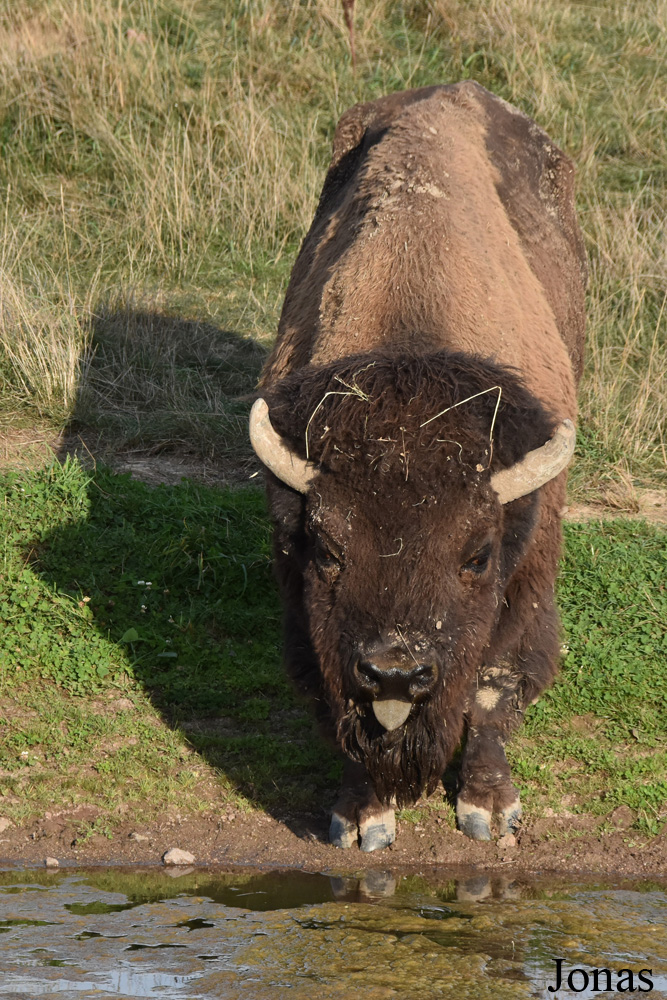 Bison bison bison