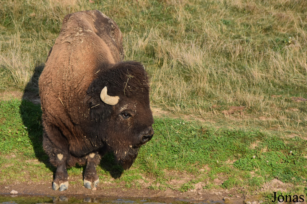 Bison bison bison