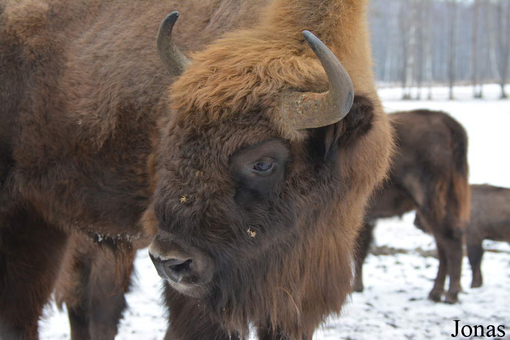 Bison bonasus