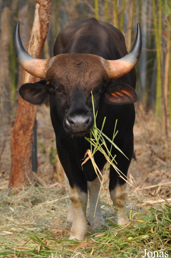 Bos gaurus