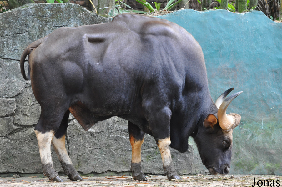 Bos gaurus gaurus