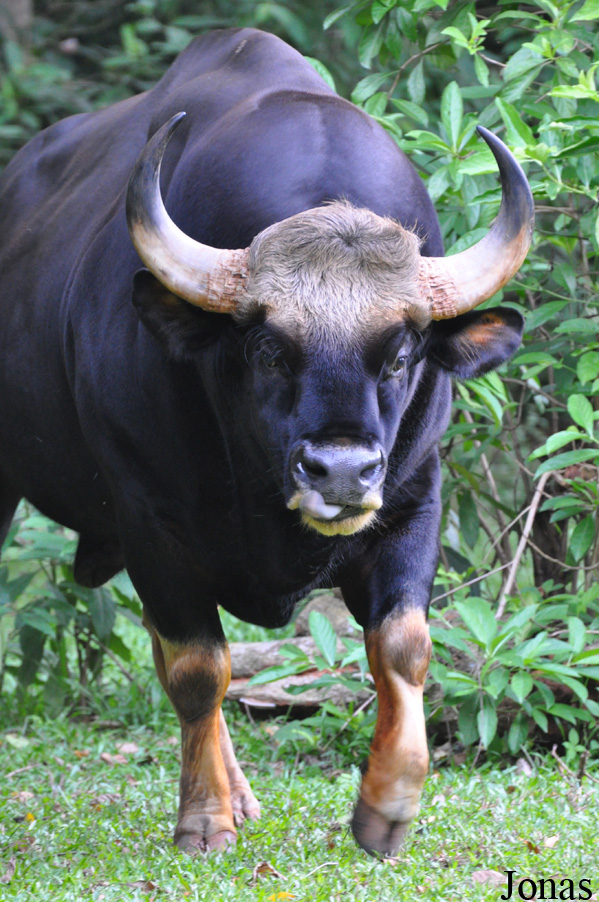 Bos gaurus hubbacki