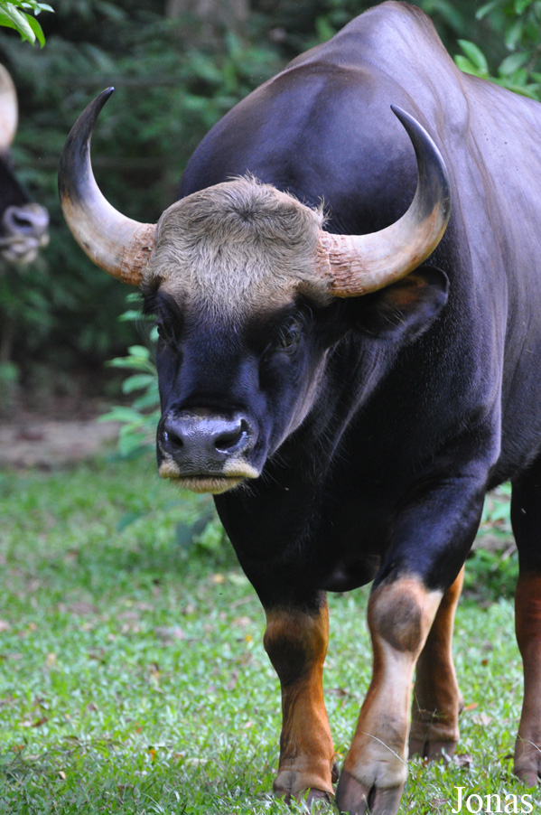 Bos gaurus hubbacki