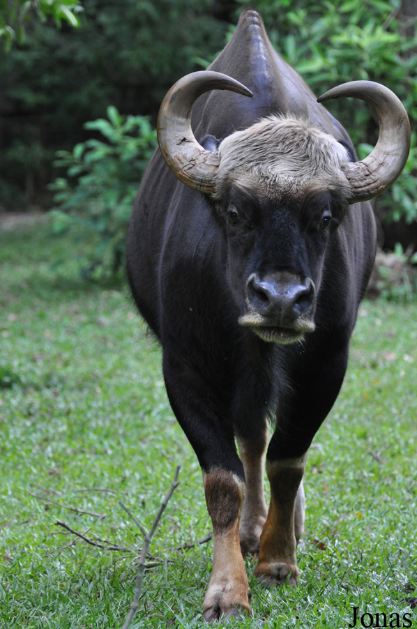 Bos gaurus hubbacki