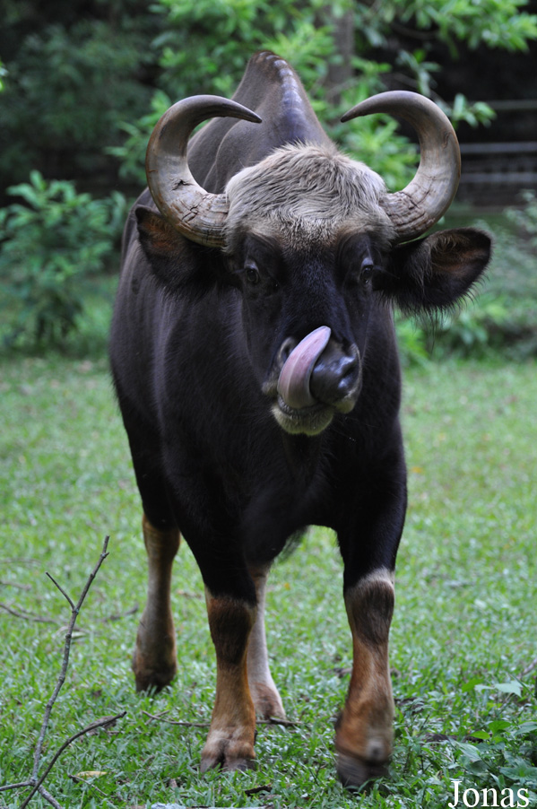 Bos gaurus hubbacki