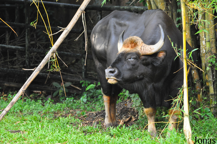 Bos gaurus hubbacki