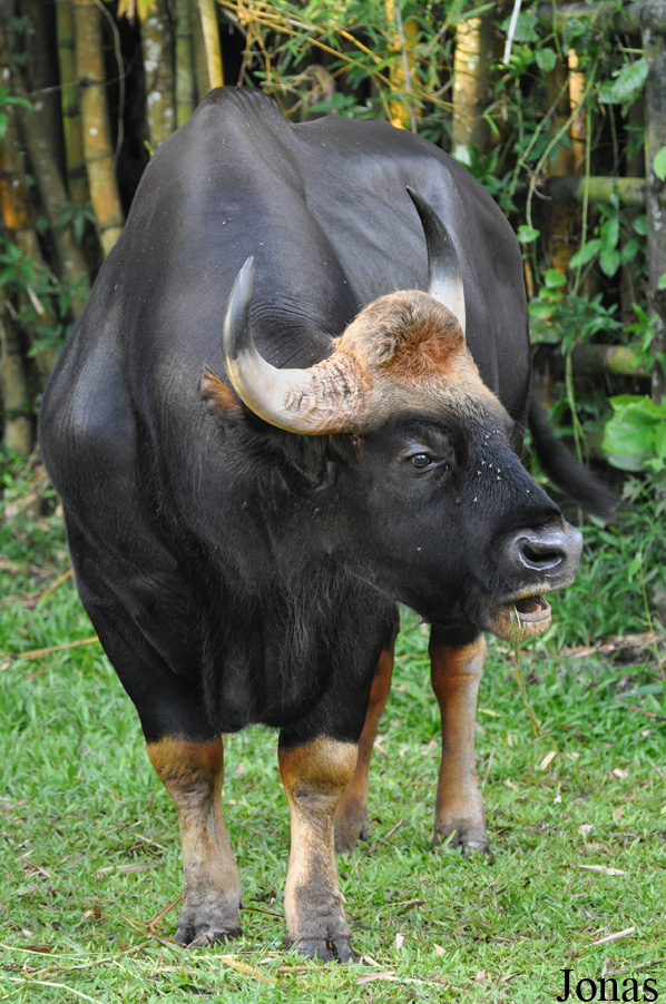 Bos gaurus hubbacki