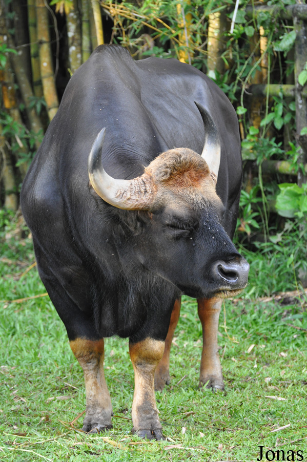 Bos gaurus hubbacki