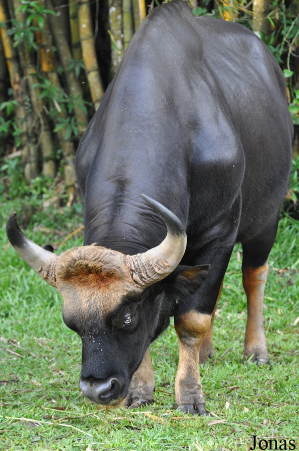 Bos gaurus hubbacki