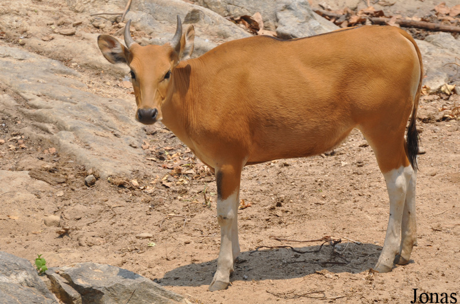 Bos javanicus birmanicus