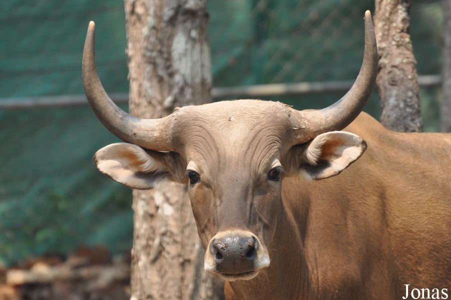 Bos javanicus birmanicus