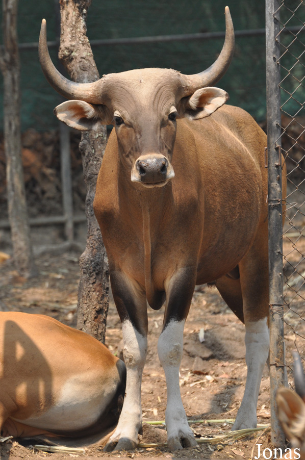 Bos javanicus birmanicus