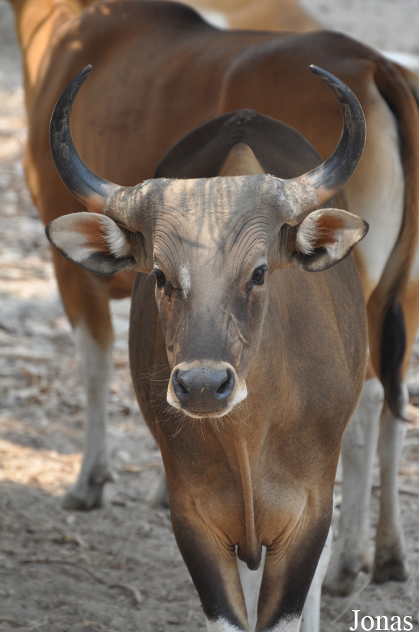 Bos javanicus birmanicus