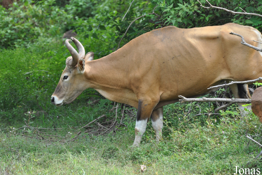 Bos javanicus birmanicus