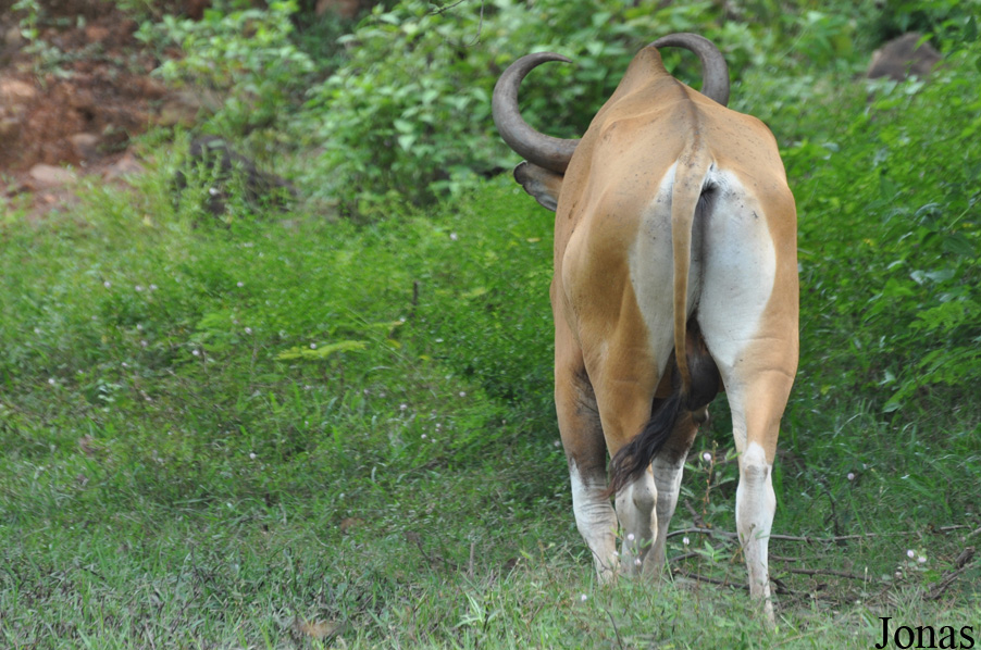 Bos javanicus birmanicus