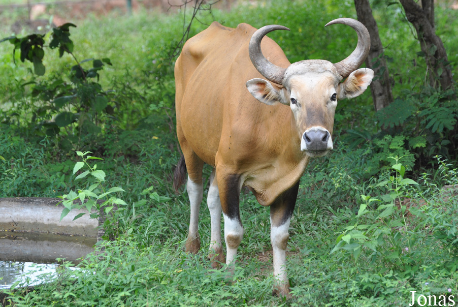 Bos javanicus birmanicus