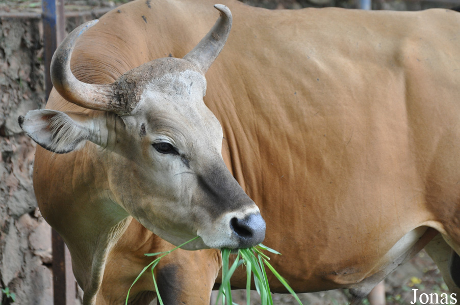 Bos javanicus birmanicus