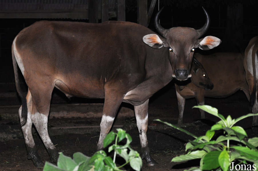 Bos javanicus javanicus