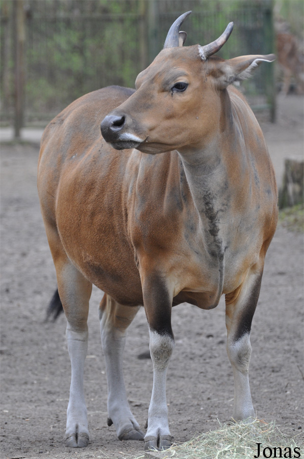 Bos javanicus javanicus