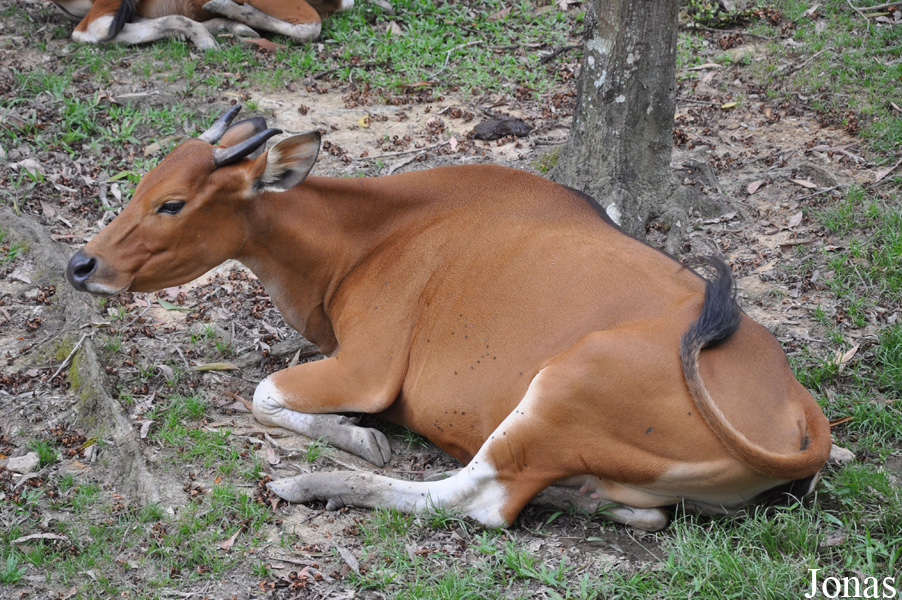 Bos javanicus javanicus