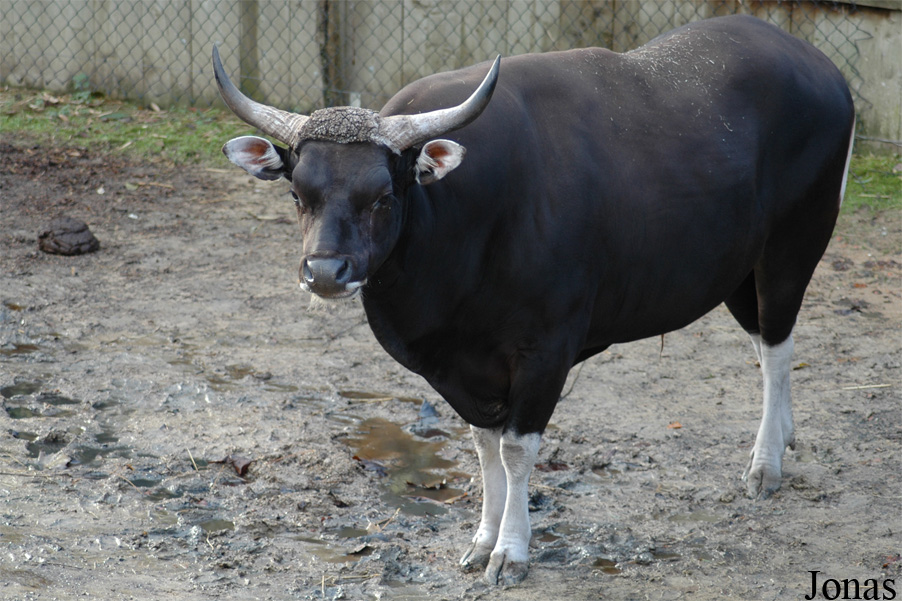 Bos javanicus javanicus