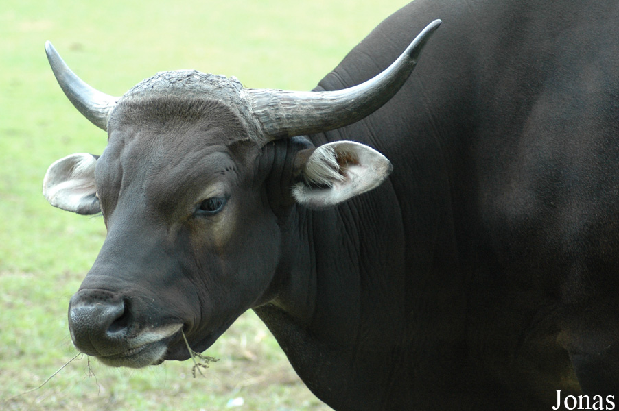 Bos javanicus javanicus