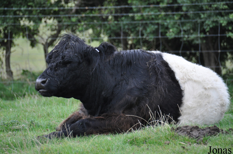 Vache Belted Galloway