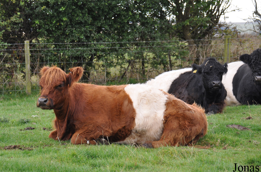 Vache Belted Galloway