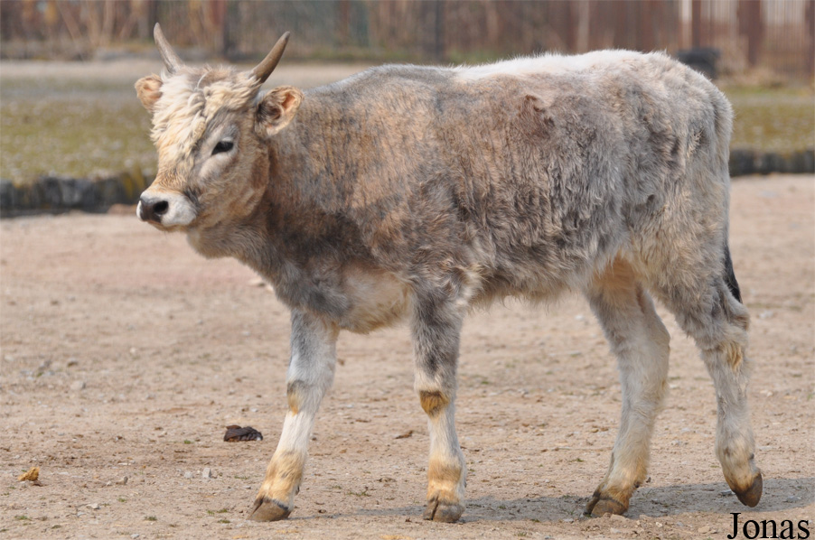 Boeuf gris de Hongrie