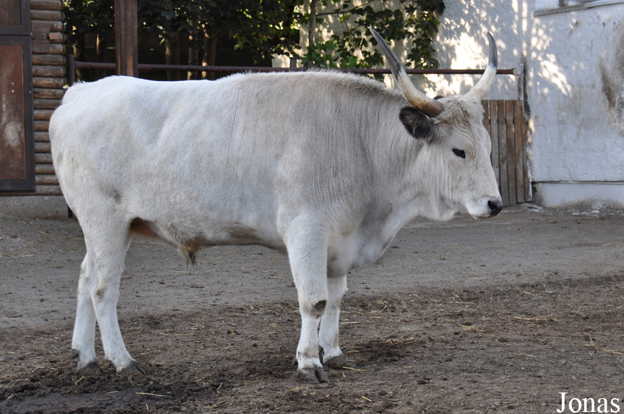 Boeuf gris de Hongrie