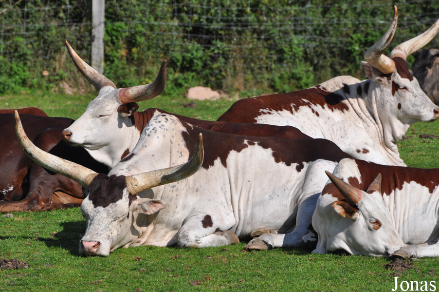 Boeuf Watussi