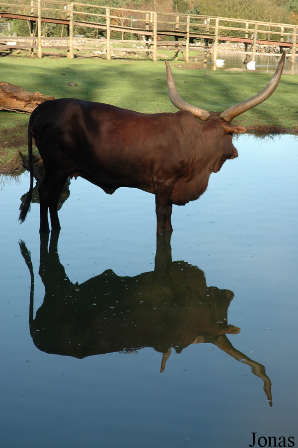 Boeuf Watussi